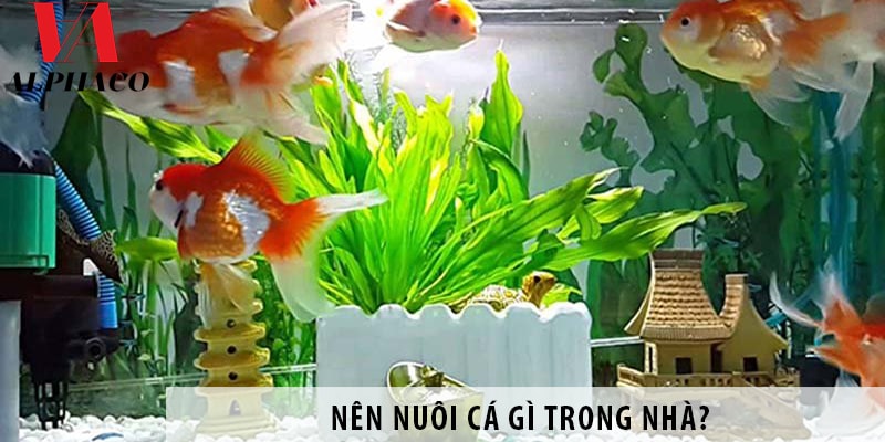 Nên nuôi cá gì trong nhà? Tại sao nên nuôi cá cảnh trong nhà?